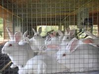 Rabbit Farming in Kenya