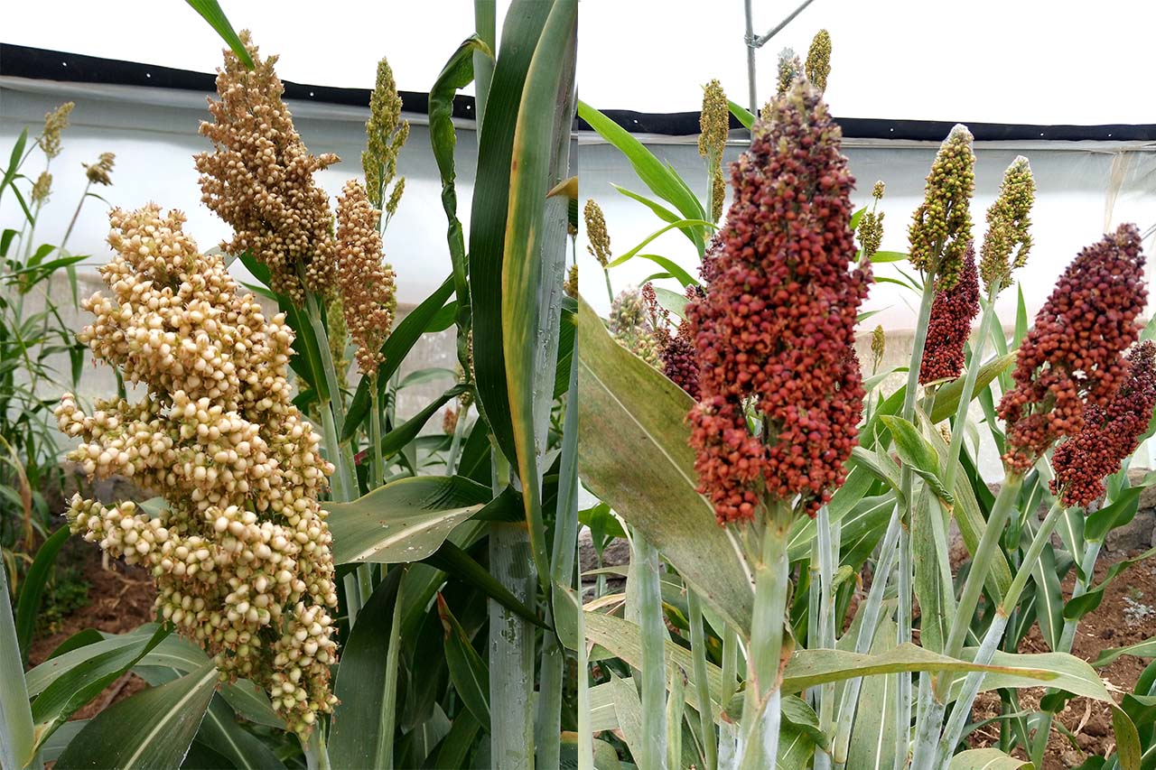 Sorghum Farming