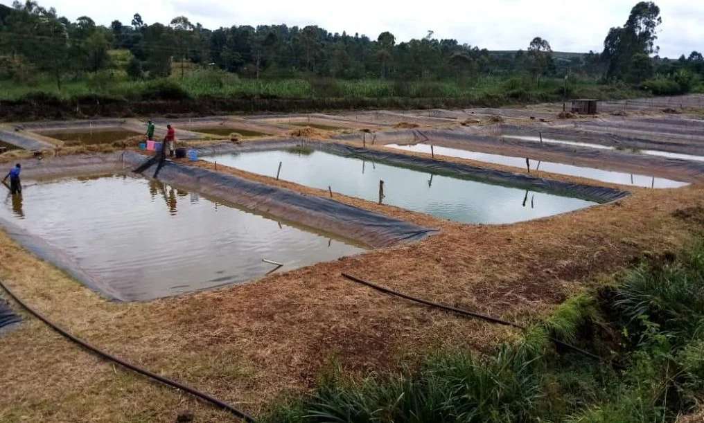 Fish Farming in Kenya