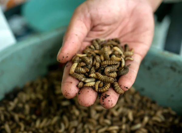 Black Soldier Fly Farming in Kenya