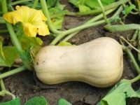 Butternut Farming In Kenya
