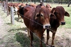 Beef Cattle Farming in Kenya