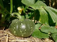 Pumpkin Farming