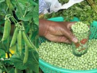 Garden Peas / Minji Farming In Kenya