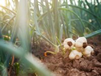 Garlic Farming in Kenya