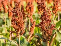 Millet Farming In Kenya
