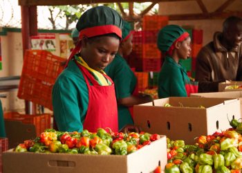 How to Register as an Agricultural Exporter in Uganda