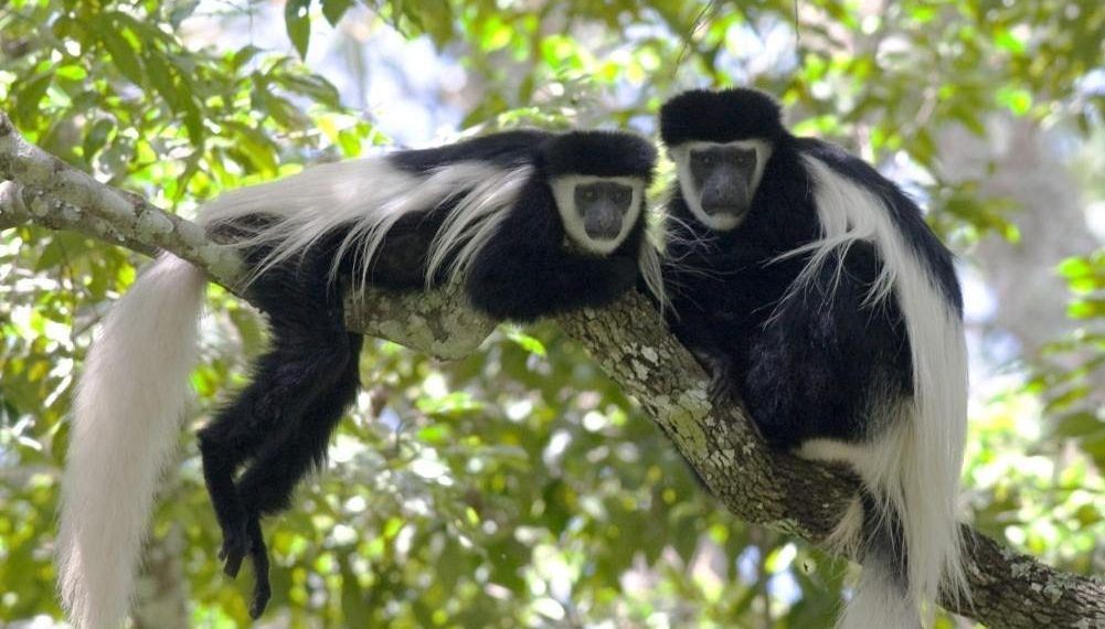 Colobus Conservation Diani Entrance Fees