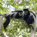 Colobus Conservation Diani Entrance Fees