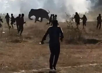 Wild Elephant Jharkhand deaths