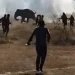 Wild Elephant Jharkhand deaths