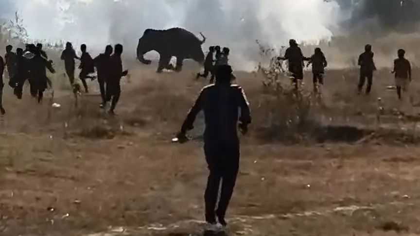 Wild Elephant Jharkhand deaths