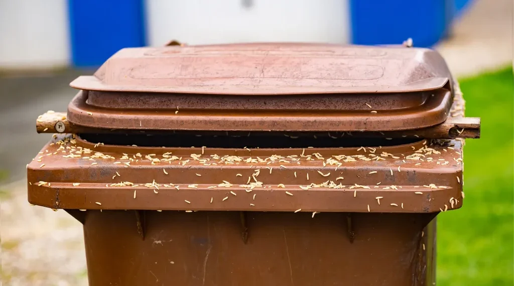 How to Get Rid of Maggots in Your Bin
