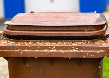 How to Get Rid of Maggots in Your Bin