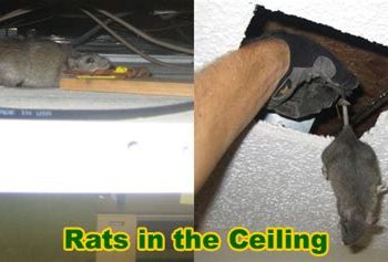 remove rats from ceiling