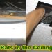 remove rats from ceiling