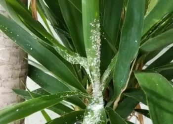 How To Get Rid Of Mealybugs
