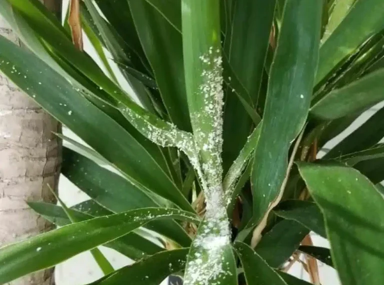 How To Get Rid Of Mealybugs