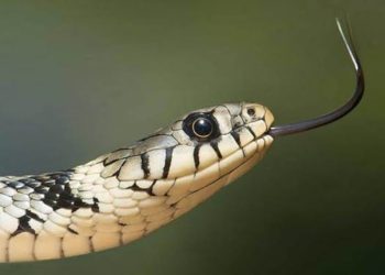 India Snakebite Crisis Kills Thousands Every Year