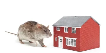How to Prevent Rats from Entering Your House