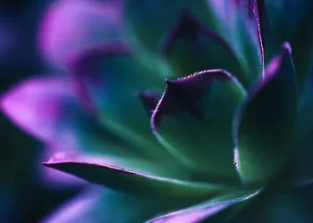 Succulent Propagation Guide for Growing New Plants