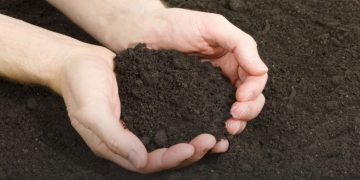 How to Improve Black Cotton Soil for Farming