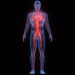 How to Improve Blood Circulation Naturally and Safely