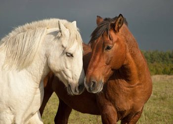 A brown and white horse in the countryside.