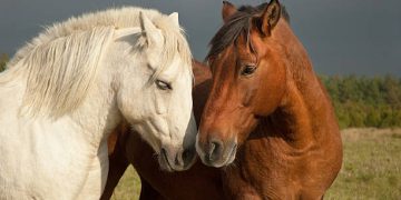 A brown and white horse in the countryside.