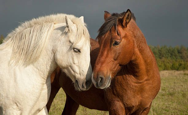 A brown and white horse in the countryside.